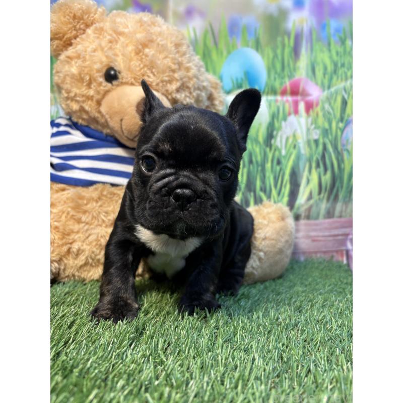 販売中の神奈川県のフレンチブルドッグ-435925の3枚目