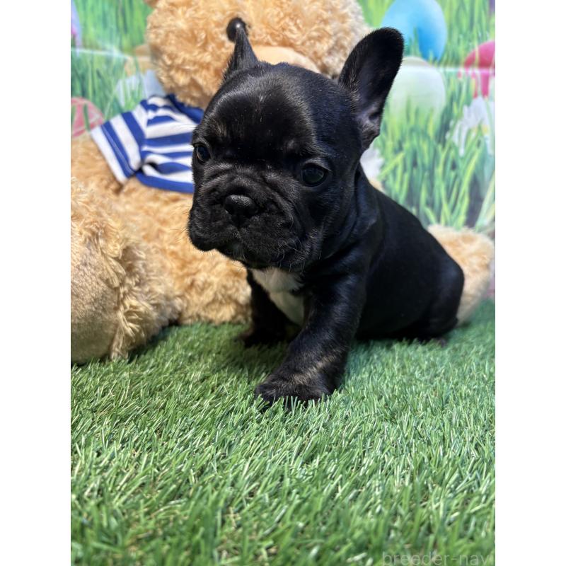 販売中の神奈川県のフレンチブルドッグ-435925の2枚目