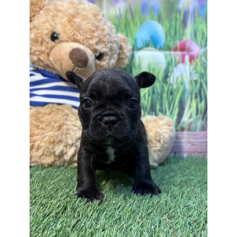 販売中の神奈川県のフレンチブルドッグ-435927の4枚目