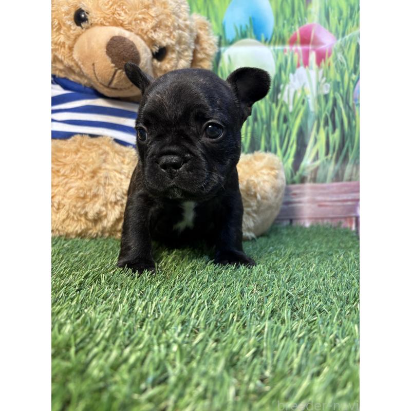 販売中の神奈川県のフレンチブルドッグ-435927の2枚目