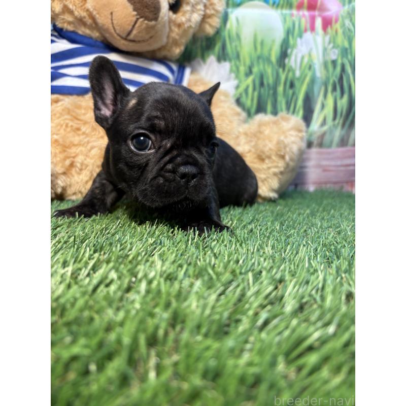 販売中の神奈川県のフレンチブルドッグ-435929の4枚目