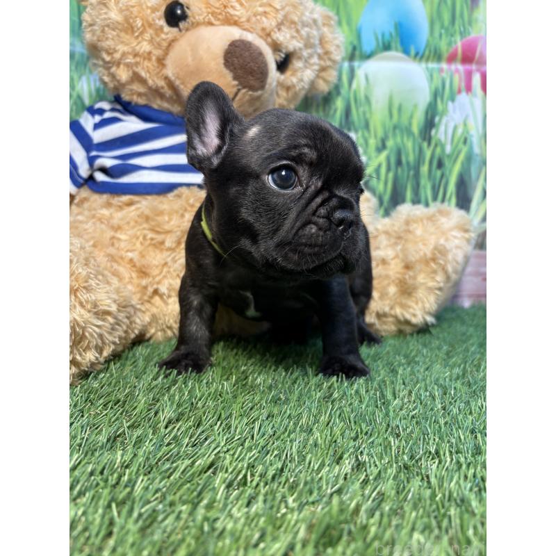 販売中の神奈川県のフレンチブルドッグ-435929の3枚目