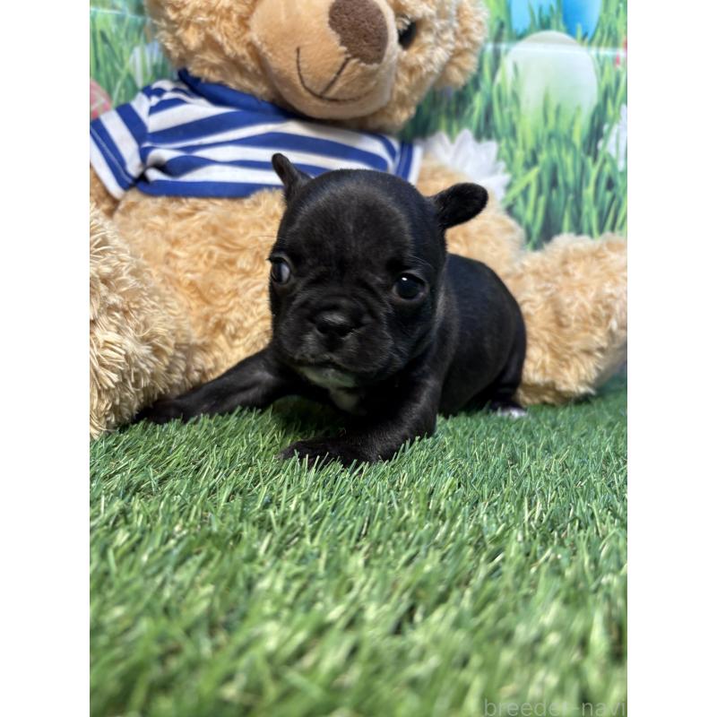 販売中の神奈川県のフレンチブルドッグ-435934の4枚目