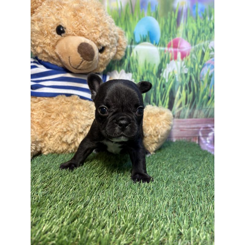 販売中の神奈川県のフレンチブルドッグ-435934の3枚目