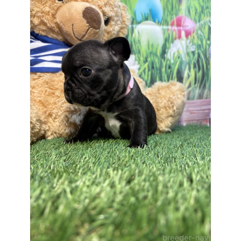 販売中の神奈川県のフレンチブルドッグ-435934の2枚目