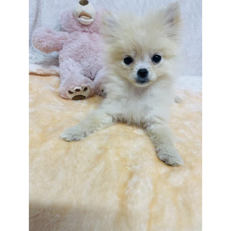 販売中の熊本県のポメラニアン-435937の2枚目