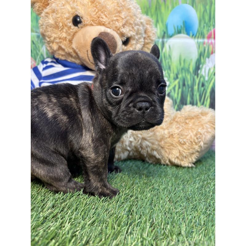 販売中の神奈川県のフレンチブルドッグ-435935の5枚目