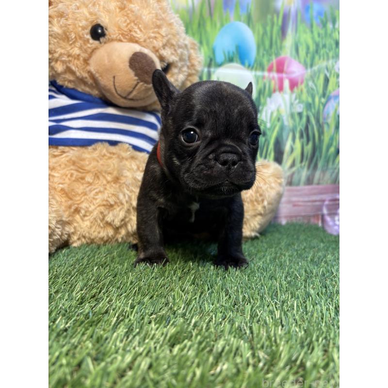 販売中の神奈川県のフレンチブルドッグ-435935の3枚目