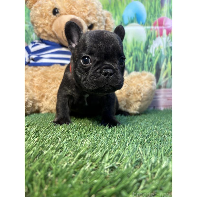 販売中の神奈川県のフレンチブルドッグ-435935の2枚目