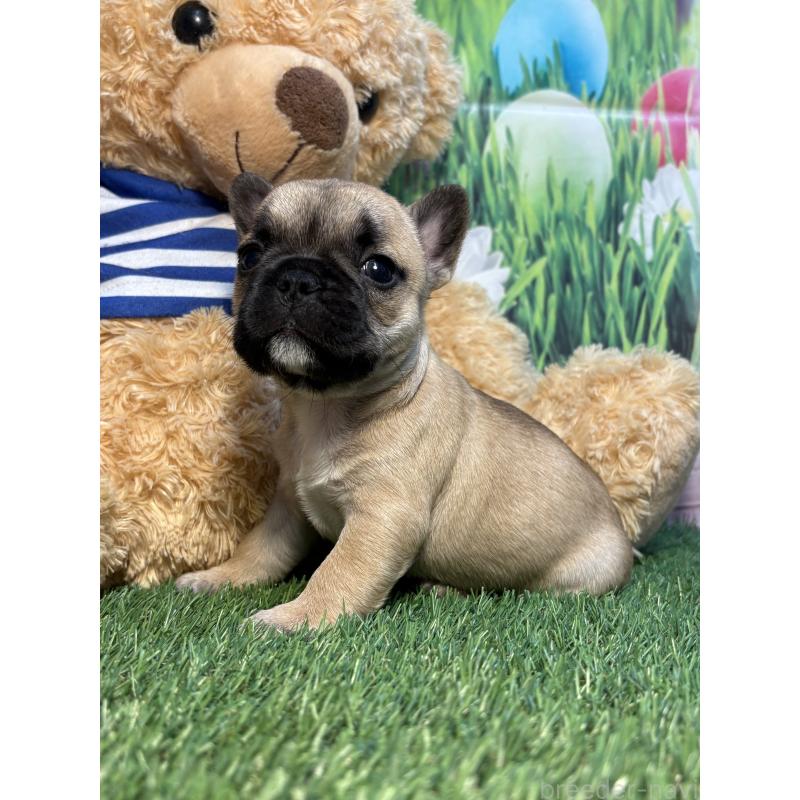 販売中の神奈川県のフレンチブルドッグ-435936の4枚目