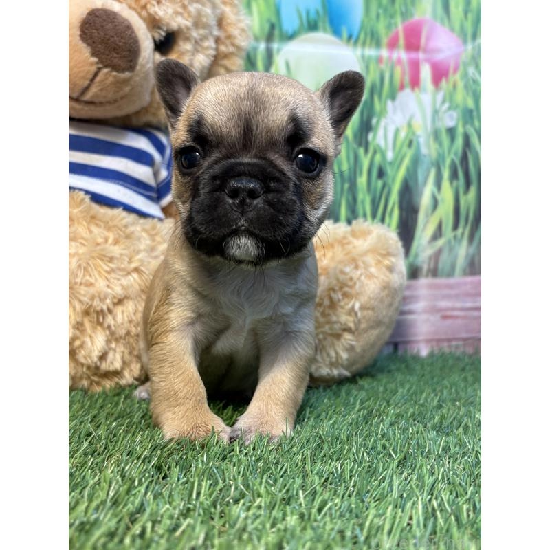 販売中の神奈川県のフレンチブルドッグ-435936の3枚目