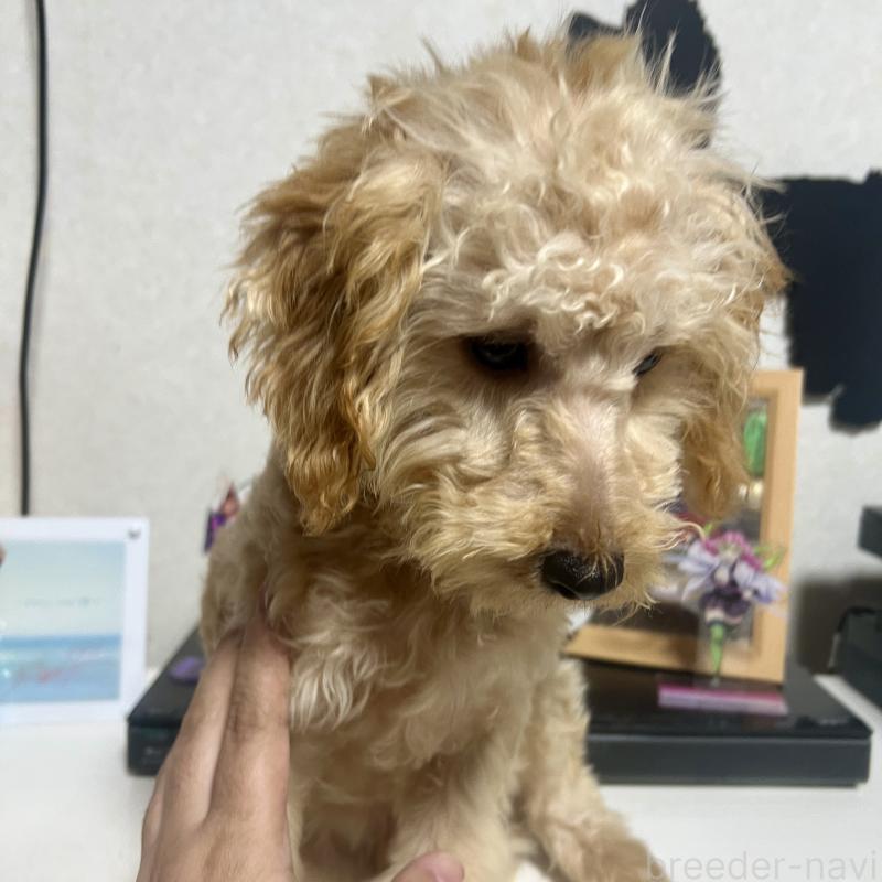 販売中の茨城県のトイプードル-429113の8枚目
