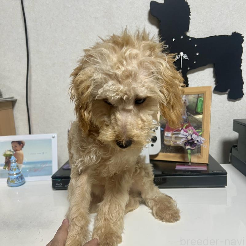 販売中の茨城県のトイプードル-429113の6枚目