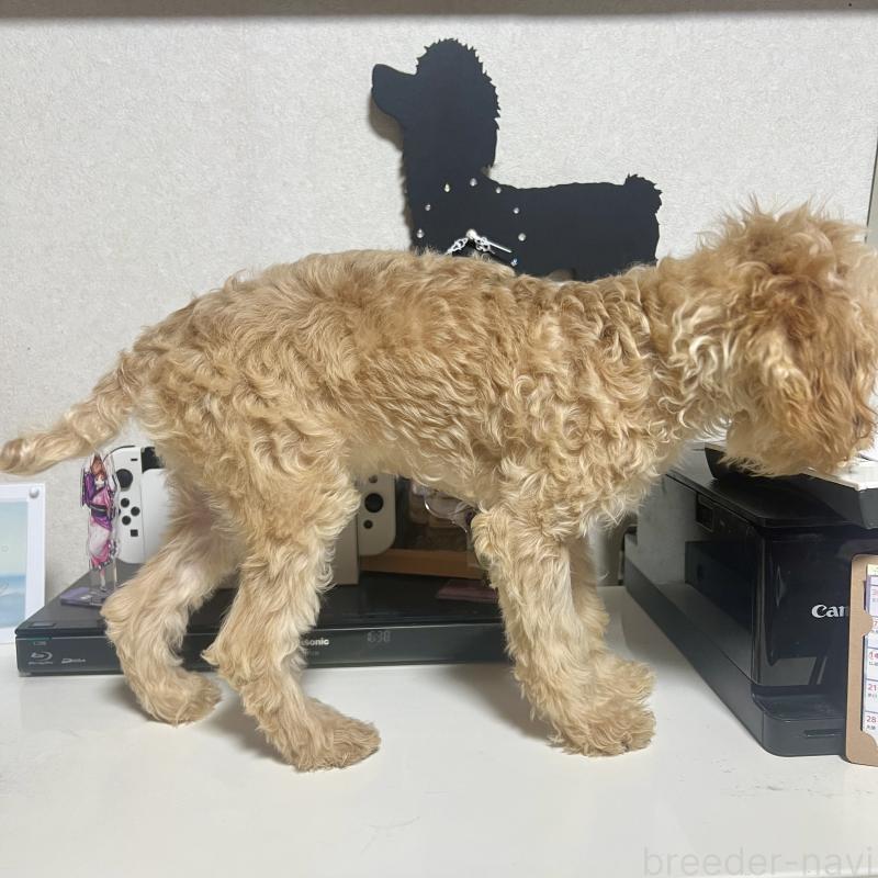 販売中の茨城県のトイプードル-429113の5枚目