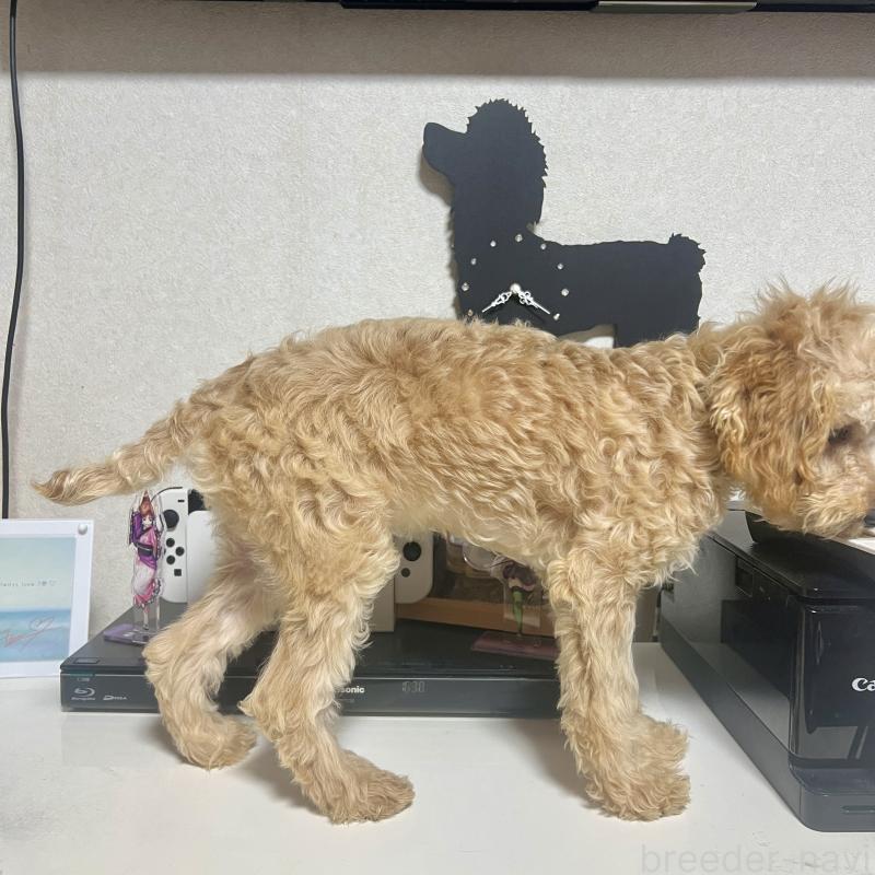 販売中の茨城県のトイプードル-429113の4枚目