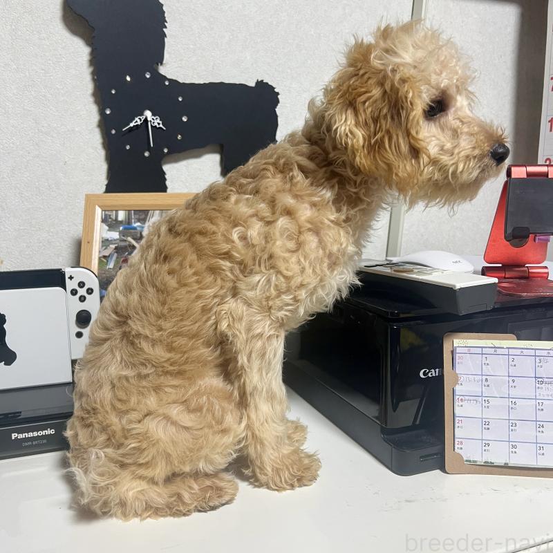 販売中の茨城県のトイプードル-429113の3枚目