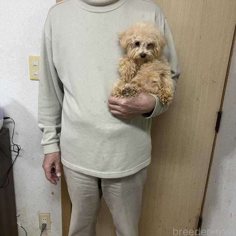 販売中の茨城県のティーカッププードル-403880