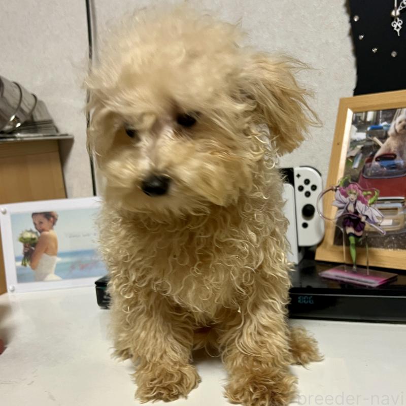 販売中の茨城県のティーカッププードル-403880の12枚目