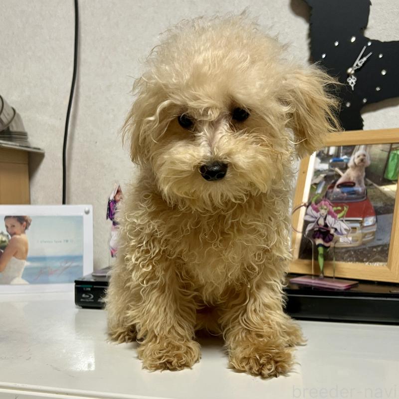 販売中の茨城県のティーカッププードル-403880の11枚目