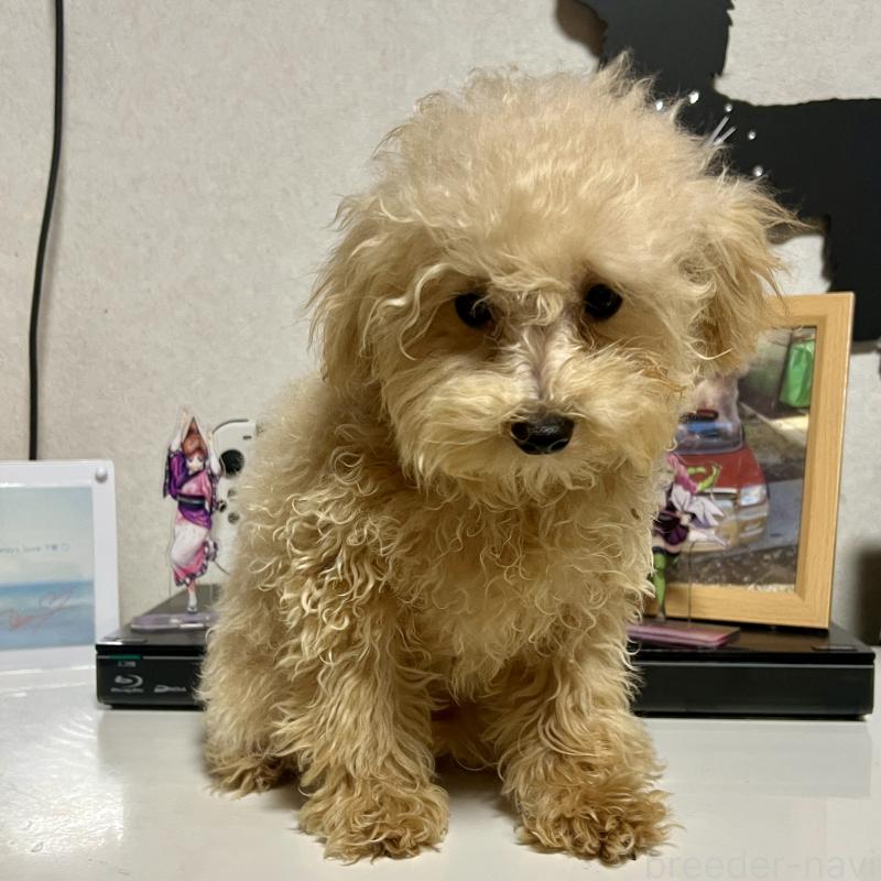 販売中の茨城県のティーカッププードル-403880の10枚目