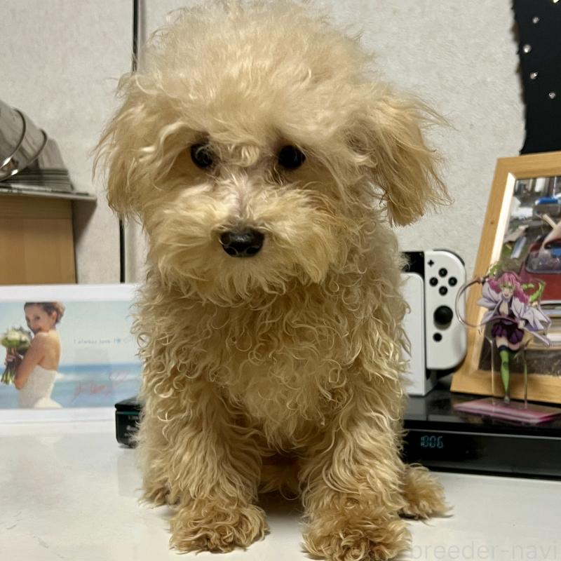 販売中の茨城県のティーカッププードル-403880の8枚目