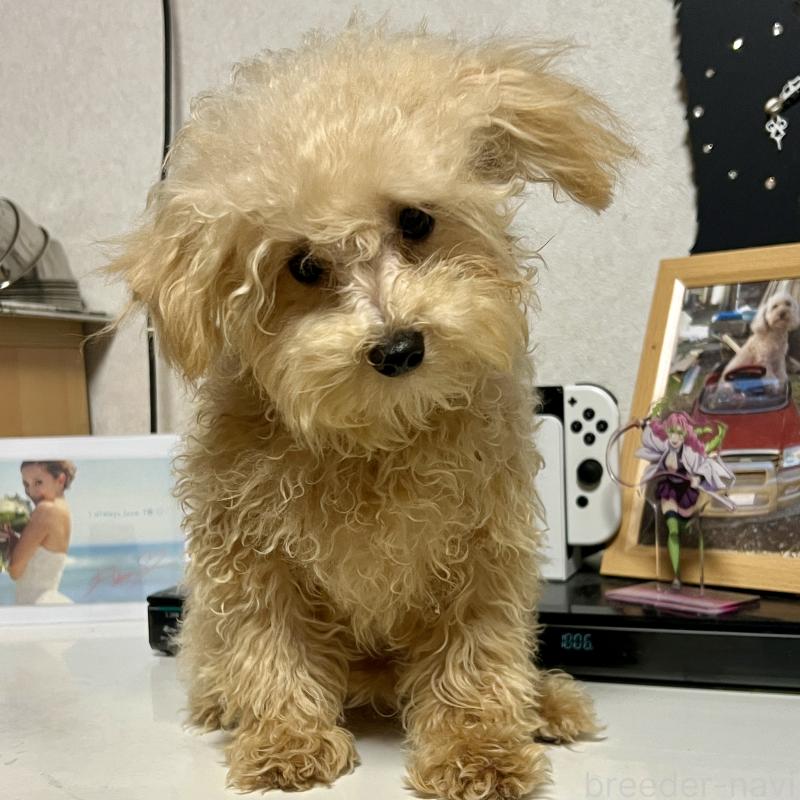 販売中の茨城県のティーカッププードル-403880の7枚目