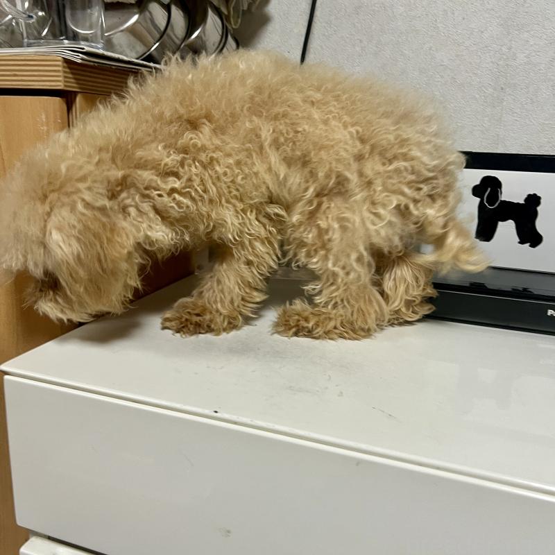 販売中の茨城県のティーカッププードル-403880の5枚目