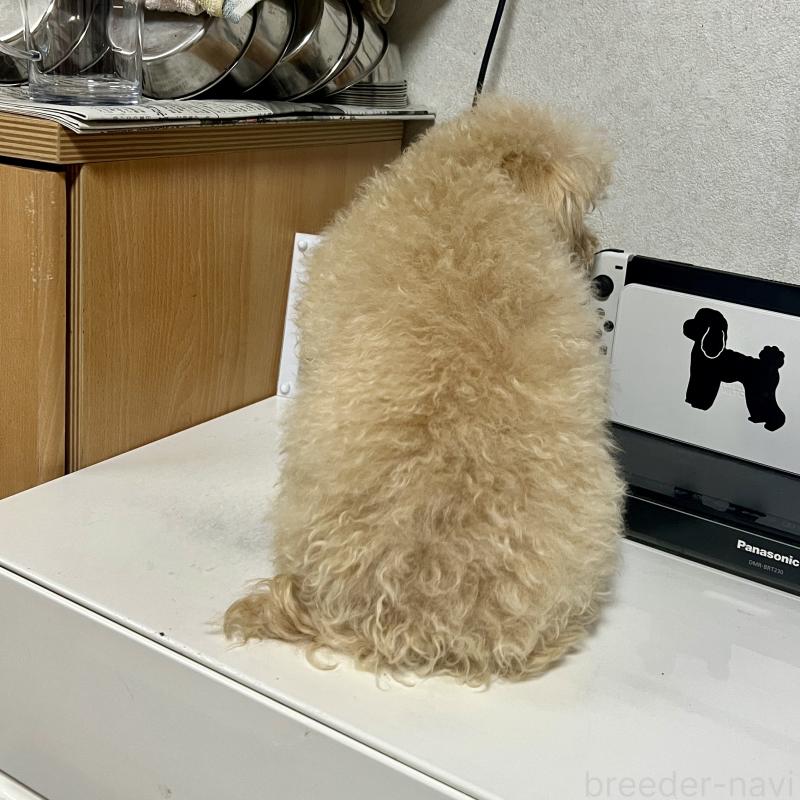 販売中の茨城県のティーカッププードル-403880の4枚目