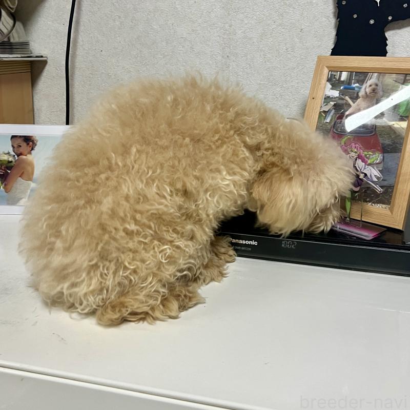 販売中の茨城県のティーカッププードル-403880の3枚目