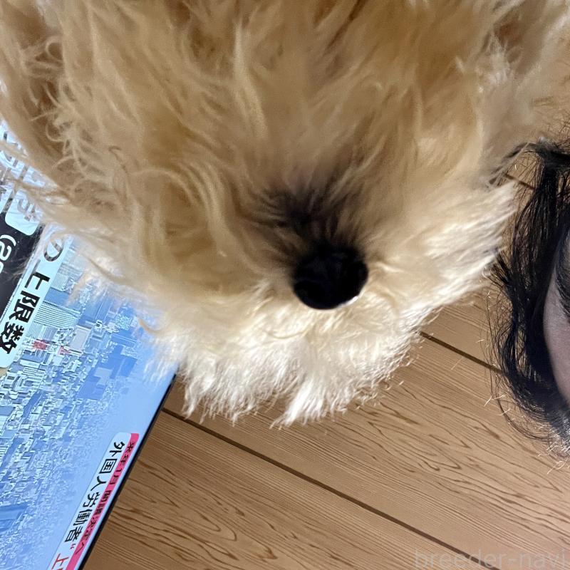 販売中の茨城県のティーカッププードル-403880の2枚目