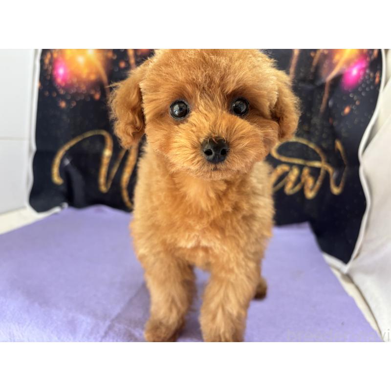 販売中の栃木県のタイニープードル-434243