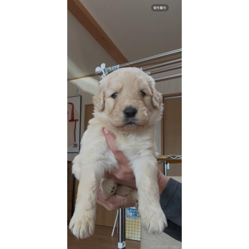 販売中の佐賀県のゴールデンドゥードル:ゴールデンレトリーバー×プードル-435940の7枚目