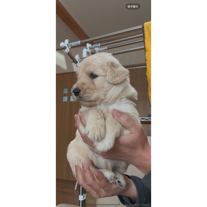 販売中の佐賀県のゴールデンドゥードル:ゴールデンレトリーバー×プードル-435940の5枚目