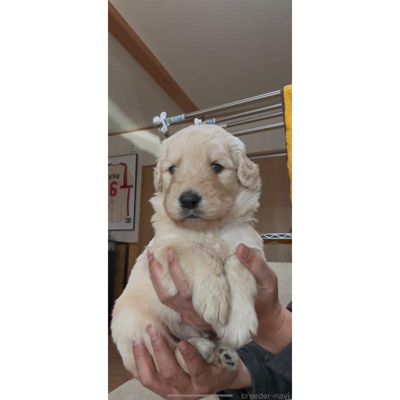 販売中の佐賀県のゴールデンドゥードル:ゴールデンレトリーバー×プードル-435940の4枚目