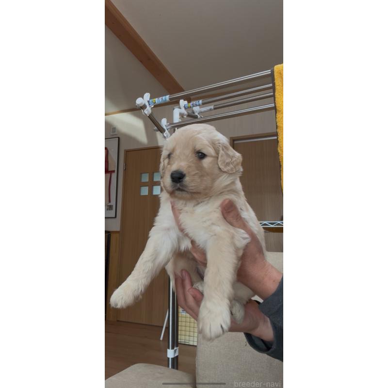 販売中の佐賀県のゴールデンドゥードル:ゴールデンレトリーバー×プードル-435940の3枚目