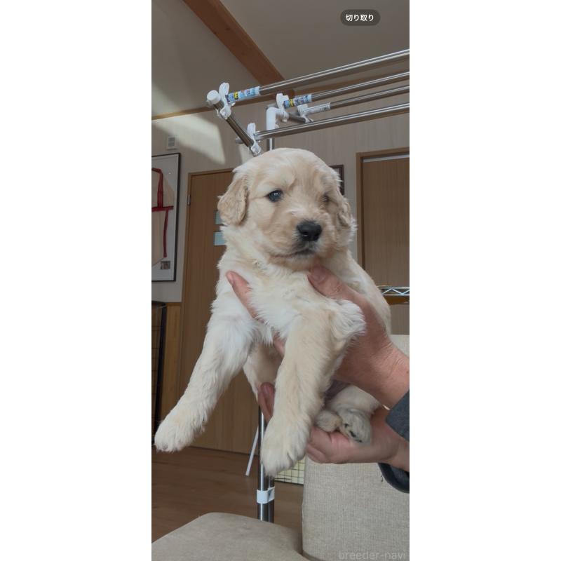 販売中の佐賀県のゴールデンドゥードル:ゴールデンレトリーバー×プードル-435940の2枚目