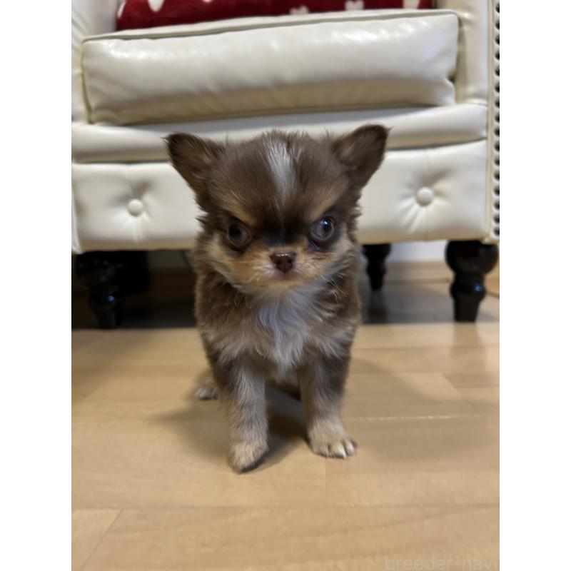 販売中の香川県のチワワ(ロングコート)-435941の18枚目