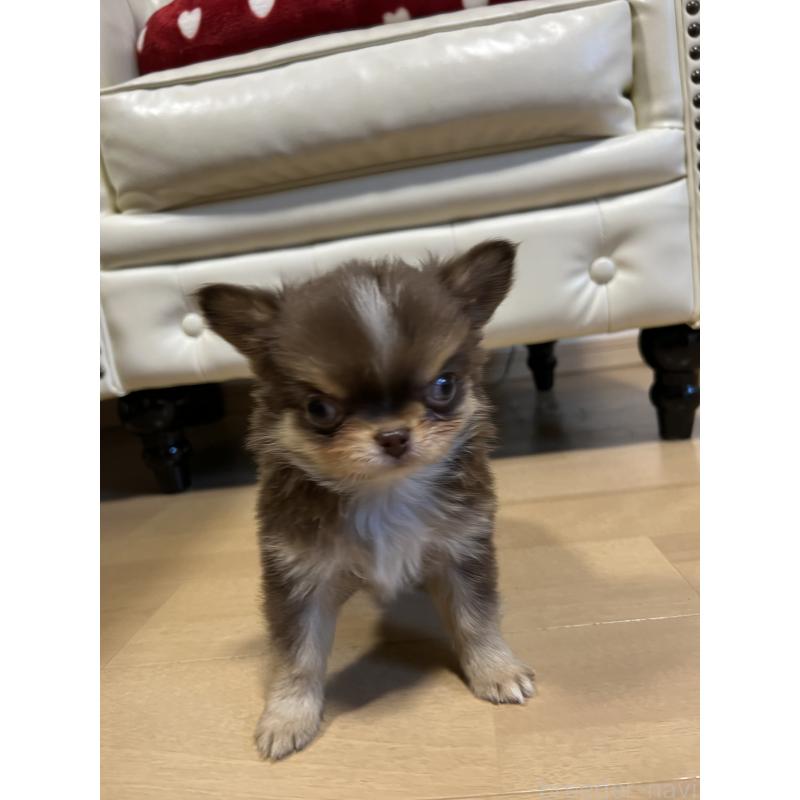 販売中の香川県のチワワ(ロングコート)-435941の17枚目