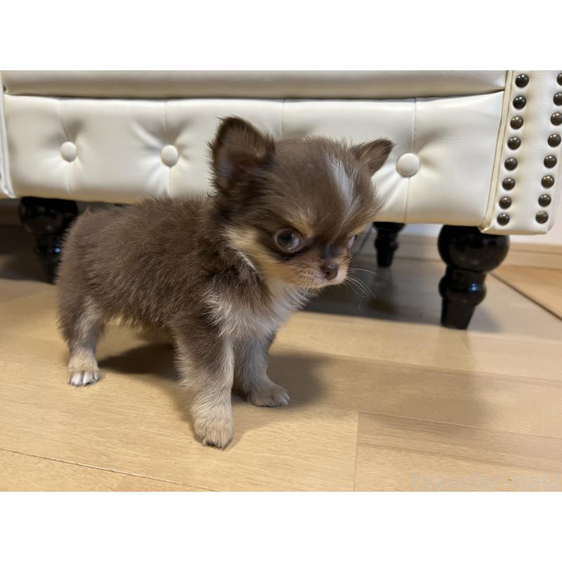 販売中の香川県のチワワ(ロングコート)-435941の16枚目