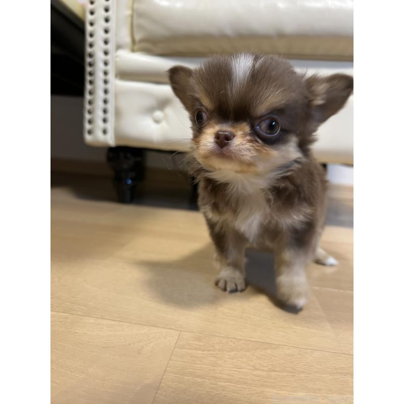 販売中の香川県のチワワ(ロングコート)-435941の15枚目