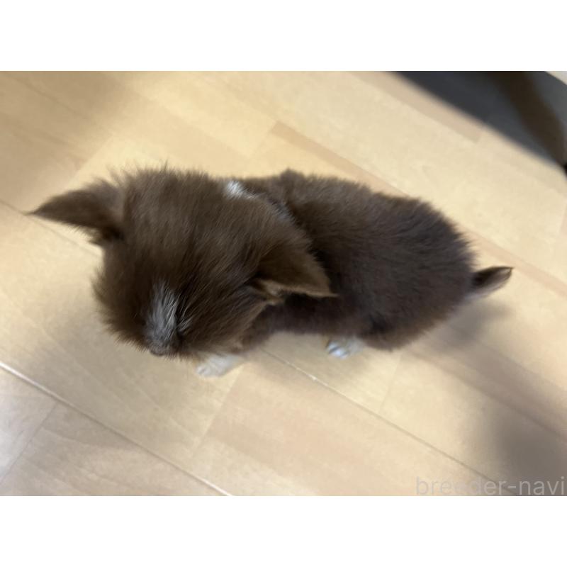 販売中の香川県のチワワ(ロングコート)-435941の14枚目