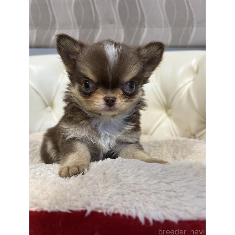 販売中の香川県のチワワ(ロングコート)-435941の13枚目