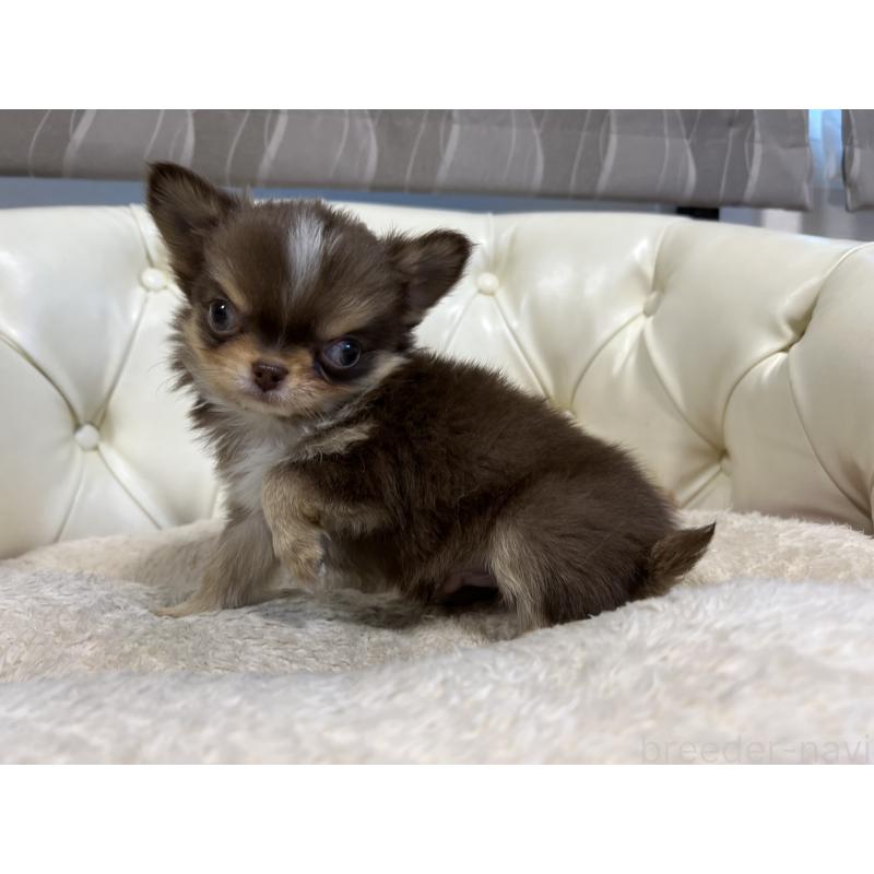 販売中の香川県のチワワ(ロングコート)-435941の12枚目