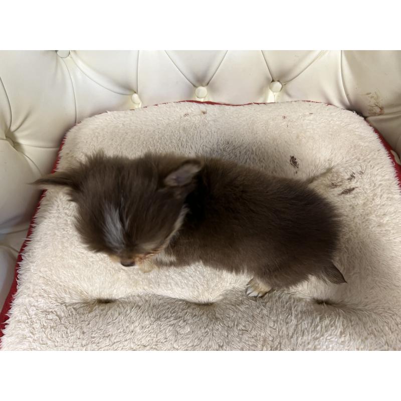 販売中の香川県のチワワ(ロングコート)-435941の11枚目