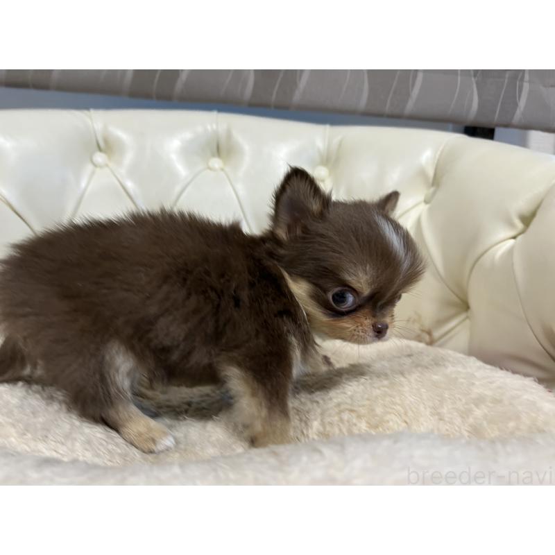 販売中の香川県のチワワ(ロングコート)-435941の10枚目