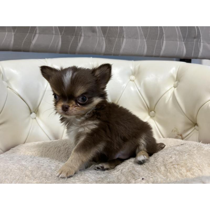 販売中の香川県のチワワ(ロングコート)-435941の8枚目