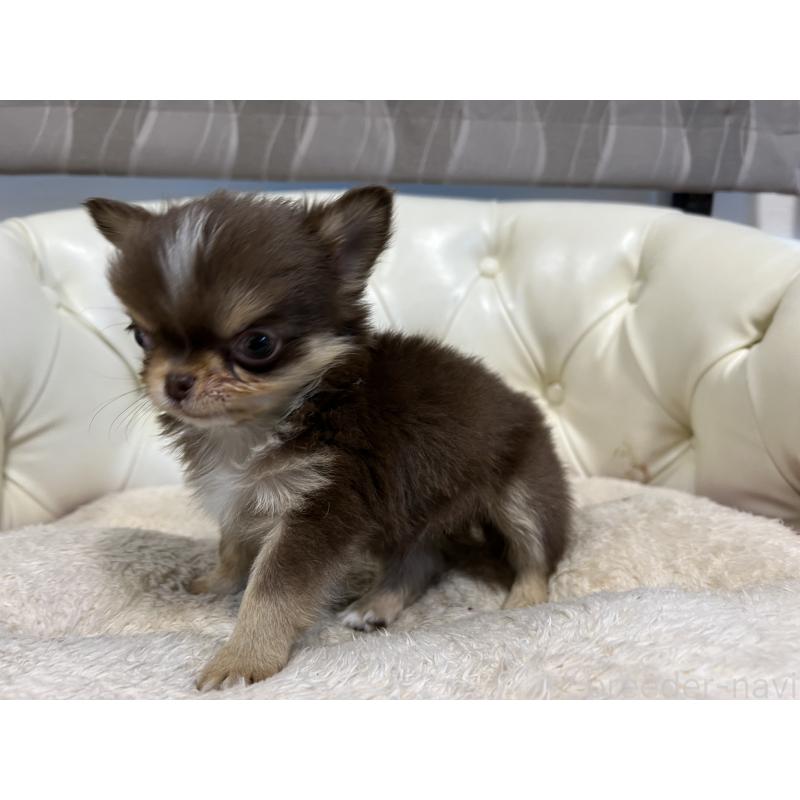 販売中の香川県のチワワ(ロングコート)-435941の7枚目