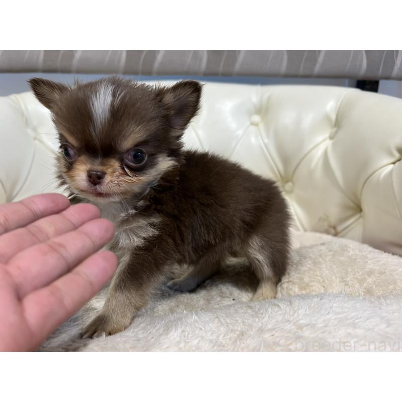 販売中の香川県のチワワ(ロングコート)-435941の6枚目