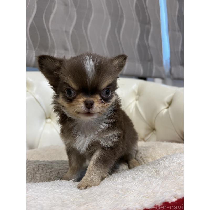 販売中の香川県のチワワ(ロングコート)-435941の5枚目