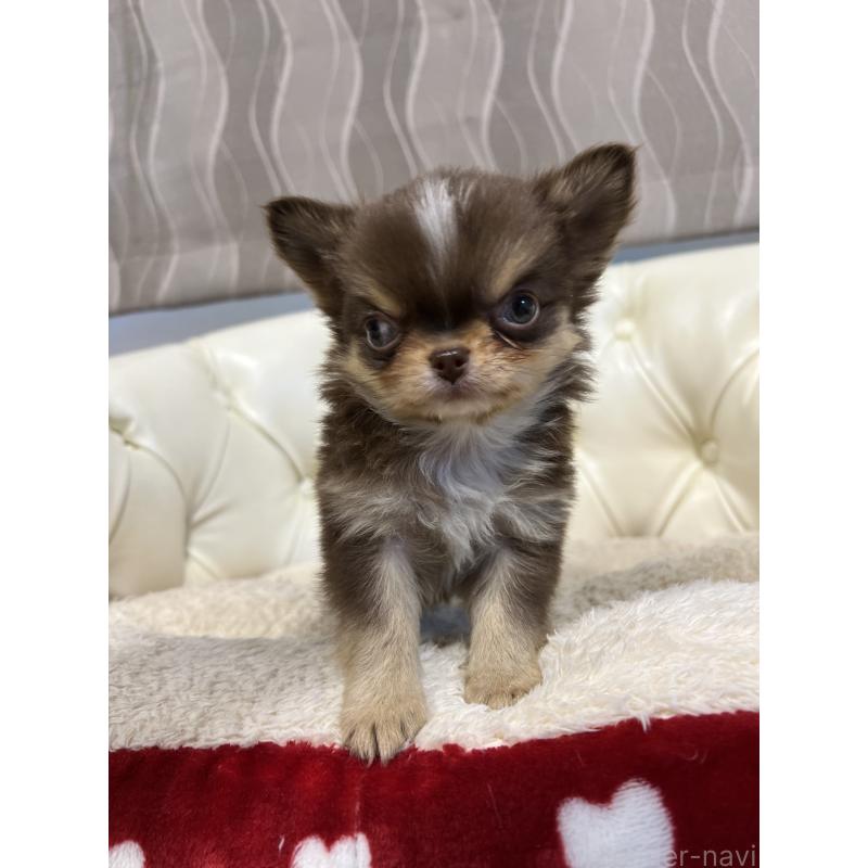 販売中の香川県のチワワ(ロングコート)-435941の4枚目